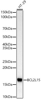 BCL2L15 Antibody in Western Blot (WB)