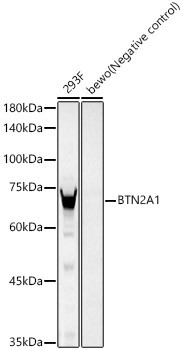 BTN2A1 Antibody in Western Blot (WB)