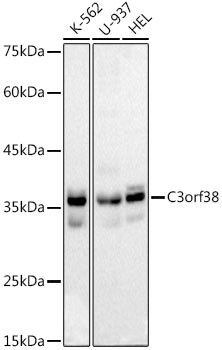 C3orf38 Antibody in Western Blot (WB)