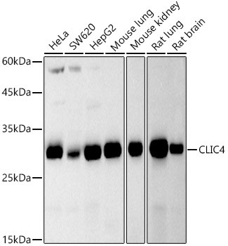 CLIC4 Antibody in Western Blot (WB)