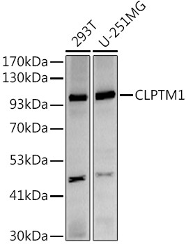 CLPTM1 Antibody in Western Blot (WB)