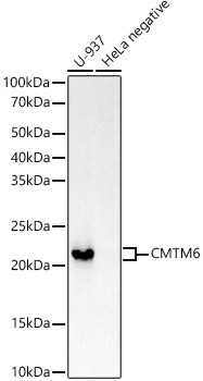 CMTM6 Antibody in Western Blot (WB)