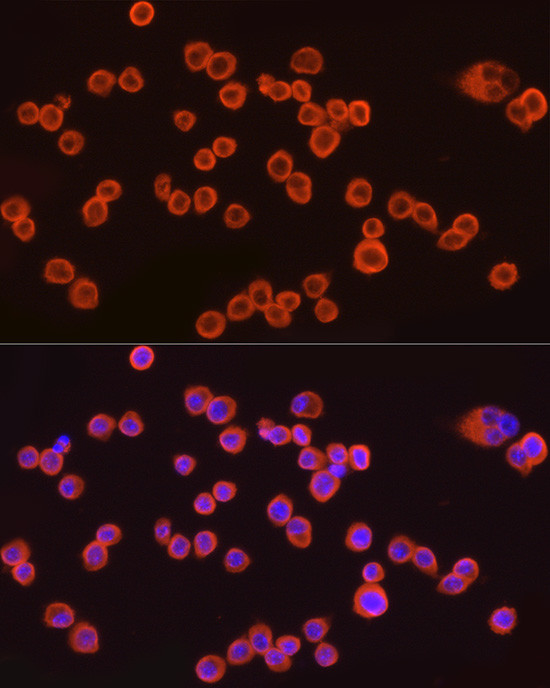 CMTM6 Antibody in Immunocytochemistry (ICC/IF)