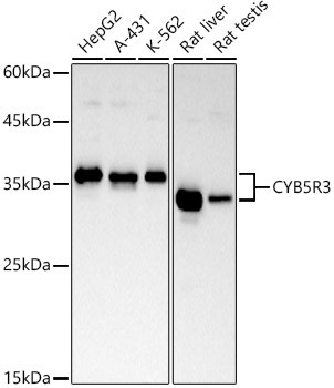 CYB5R3 Antibody in Western Blot (WB)