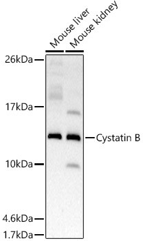 Cystatin B Antibody in Western Blot (WB)