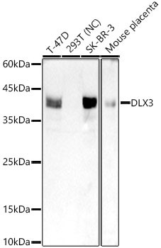 DLX3 Antibody in Western Blot (WB)