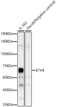 ETV4 Antibody in Western Blot (WB)