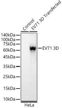 Enterovirus 71 3D Antibody in Western Blot (WB)