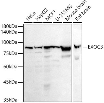 EXOC3 Antibody in Western Blot (WB)
