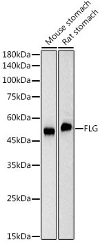 Filaggrin Antibody in Western Blot (WB)