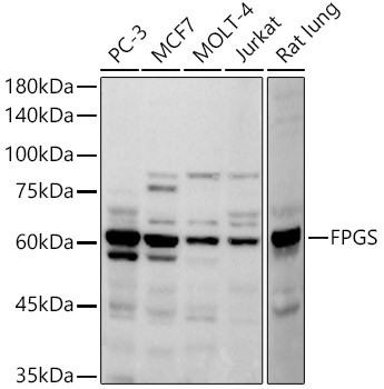 FPGS Antibody in Western Blot (WB)