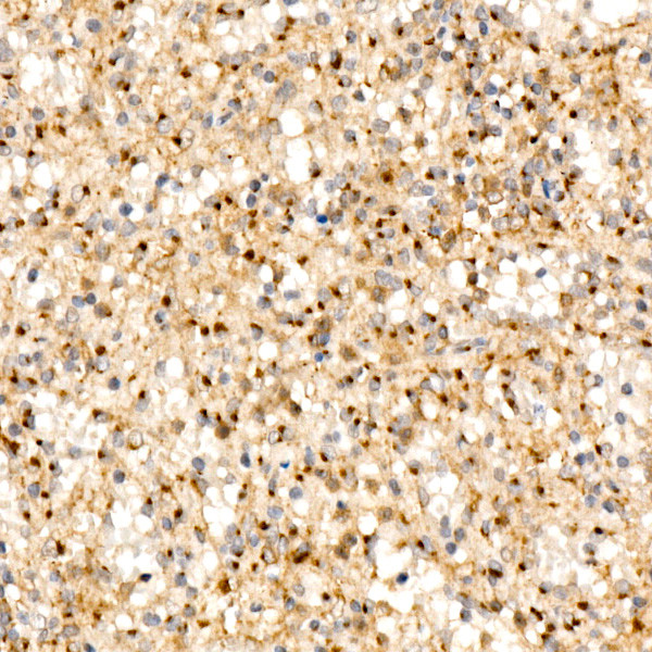 GOLGB1 Antibody in Immunohistochemistry (Paraffin) (IHC (P))