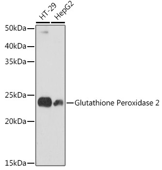 GPX2 Antibody in Western Blot (WB)