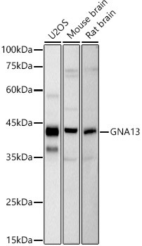 GNA13 Antibody in Western Blot (WB)