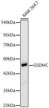 GSDMC Antibody in Western Blot (WB)