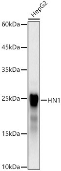 HN1 Antibody in Western Blot (WB)