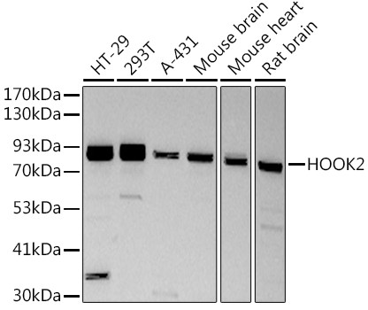 HOOK2 Antibody in Western Blot (WB)