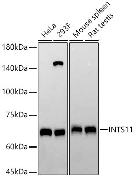 CPSF3L Antibody in Western Blot (WB)