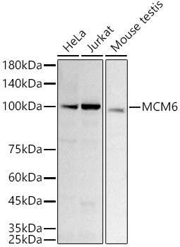 MCM6 Antibody in Western Blot (WB)