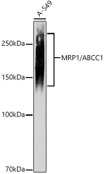 MRP1 Antibody in Western Blot (WB)
