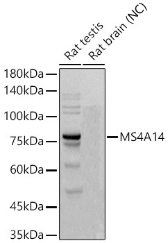 MS4A14 Antibody in Western Blot (WB)