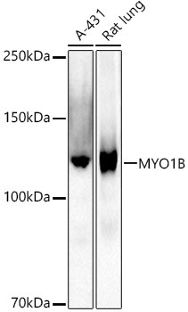 MYO1B Antibody in Western Blot (WB)