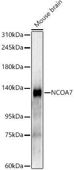 NCOA7 Antibody in Western Blot (WB)