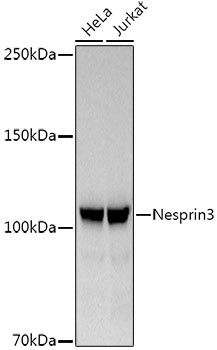 SYNE3 Antibody in Western Blot (WB)