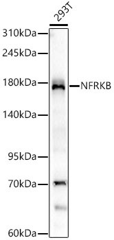 NFRKB Antibody in Western Blot (WB)