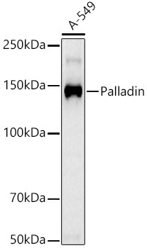 Palladin Antibody in Western Blot (WB)