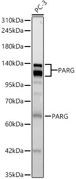 PARG Antibody in Western Blot (WB)