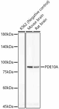 PDE10A Antibody in Western Blot (WB)