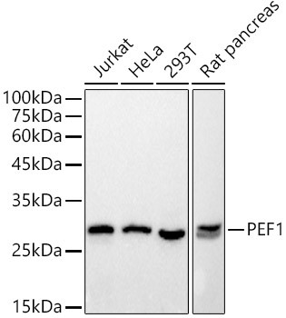 PEF1 Antibody in Western Blot (WB)