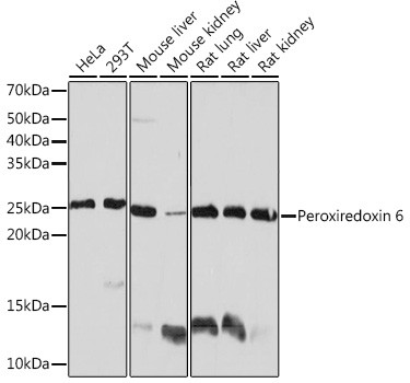 PRDX6 Antibody in Western Blot (WB)