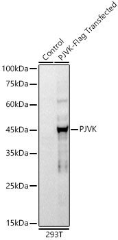 Pejvakin Antibody in Western Blot (WB)