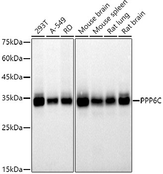 PPP6C Antibody in Western Blot (WB)