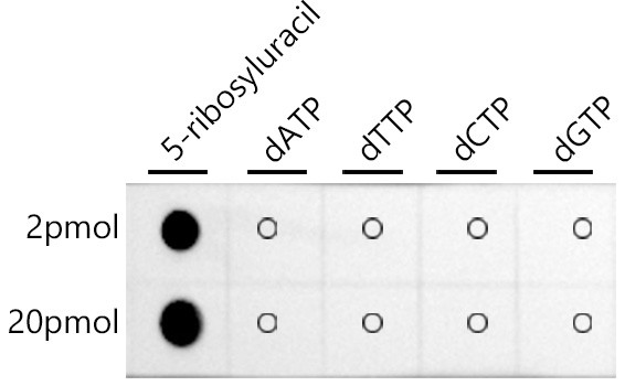 Pseudouridine Antibody in Dot Blot (DB)