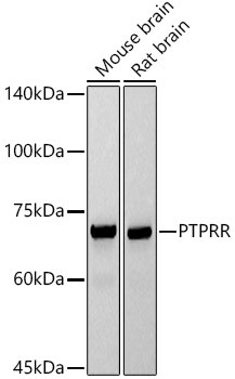 PCPTP1 Antibody in Western Blot (WB)