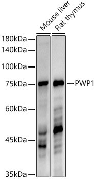 PWP1 Antibody in Western Blot (WB)