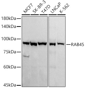RASEF Antibody in Western Blot (WB)
