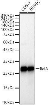 RALA Antibody in Western Blot (WB)