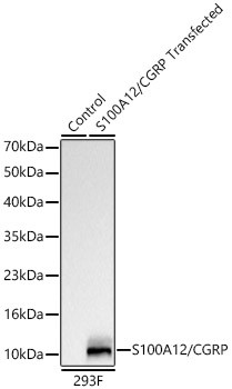 S100A12 Antibody in Western Blot (WB)