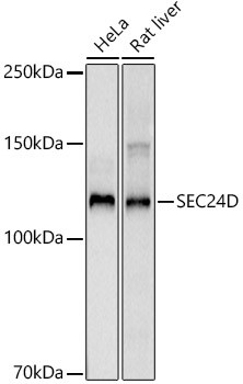 SEC24D Antibody in Western Blot (WB)
