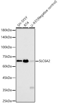 Norepinephrine Transporter Antibody in Western Blot (WB)