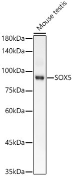 SOX5 Antibody in Western Blot (WB)