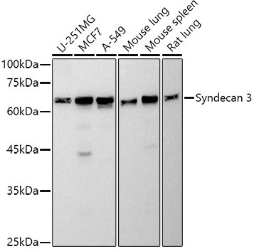 Syndecan 3 Antibody in Western Blot (WB)