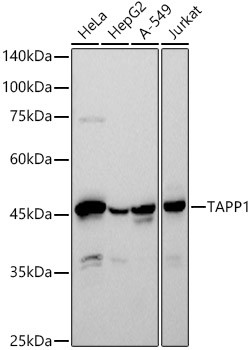 TAPP1 Antibody in Western Blot (WB)