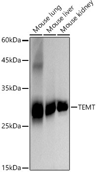 INMT Antibody in Western Blot (WB)