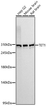 TET1 Antibody in Western Blot (WB)