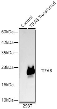 TIFAB Antibody in Western Blot (WB)